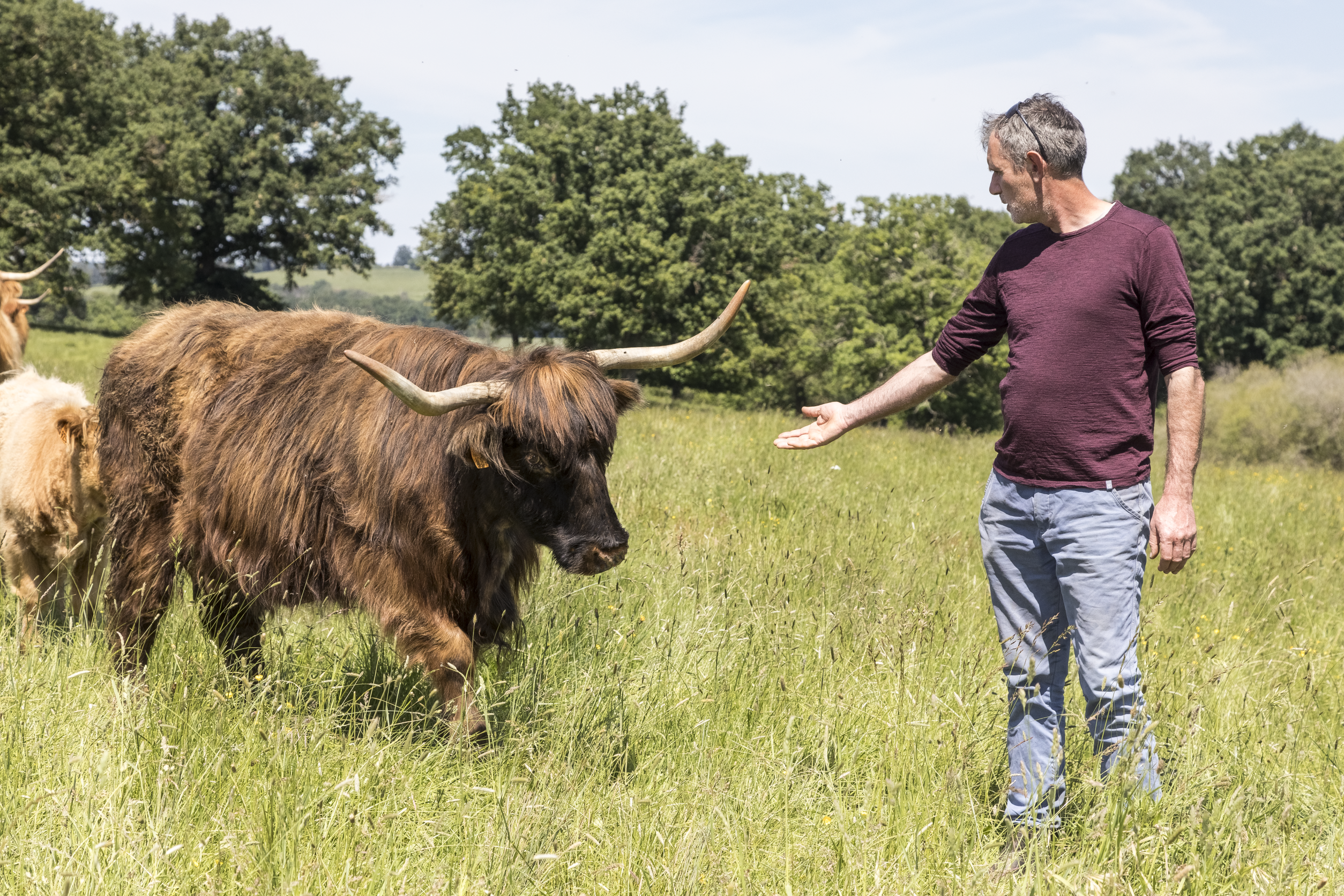 Pierre Mainaud, président de Demeter France avec une vache de sa ferme.