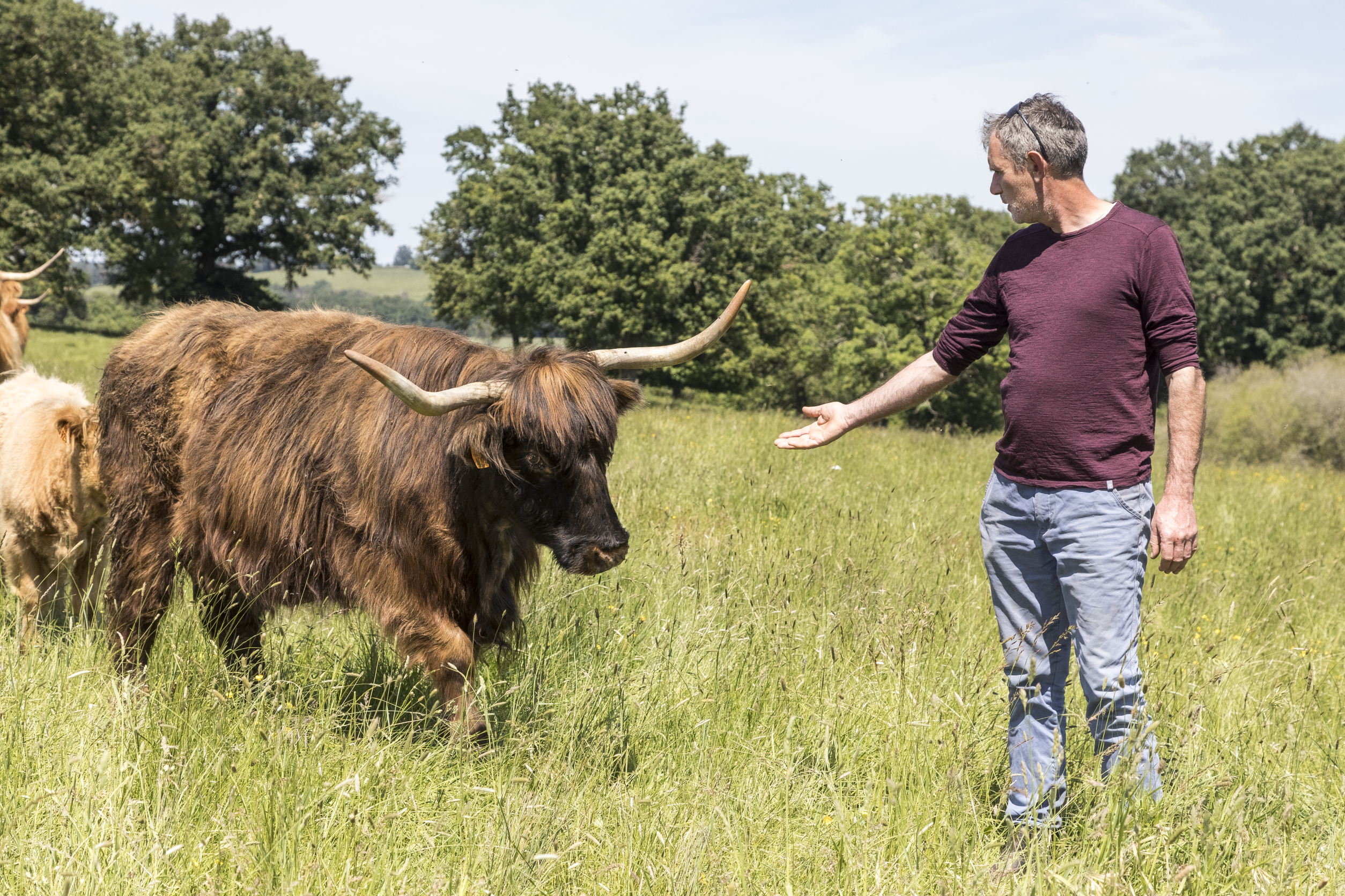 Pierre Mainaud, président de Demeter France avec une vache de sa ferme. 