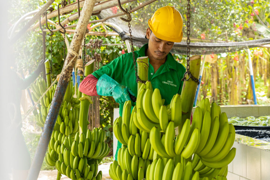 Ferme de Louis Hesselholt. Salarié qui récoltent des bananes Demeter.