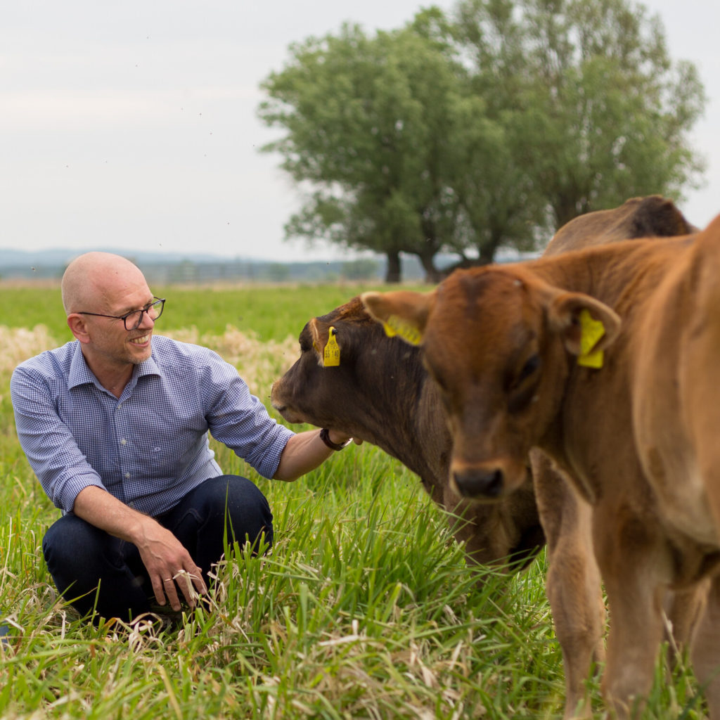 Eleveur Demeter et ses vaches.