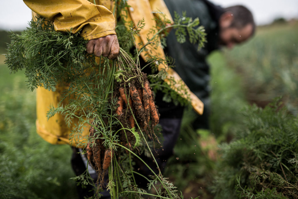 Agriculteur récoltant des carottes dans un champ Demeter.