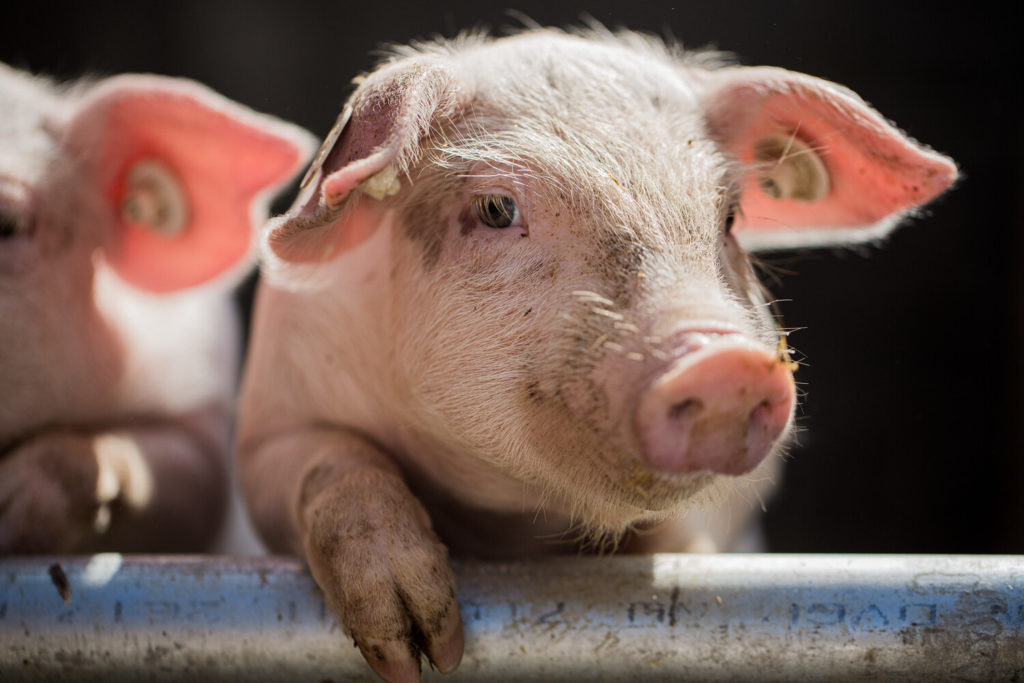 Cochon dans une ferme Demeter.