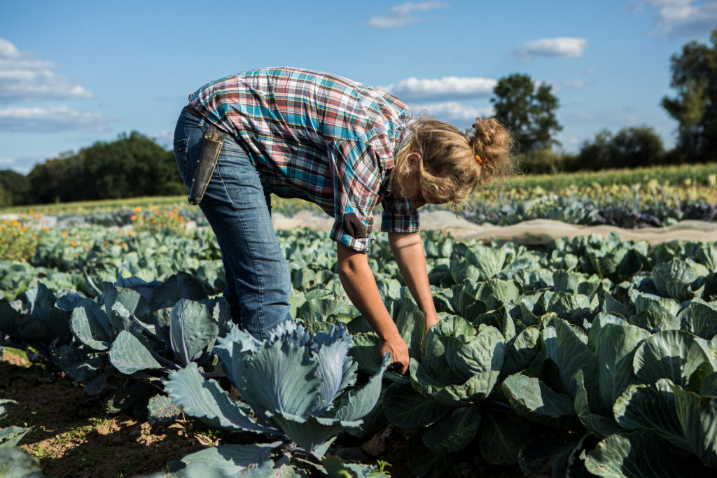 Agricultrice récoltant du chou dans un champ certifié Demeter.