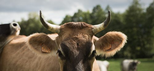 Abattage à la ferme : vers une autorisation ?