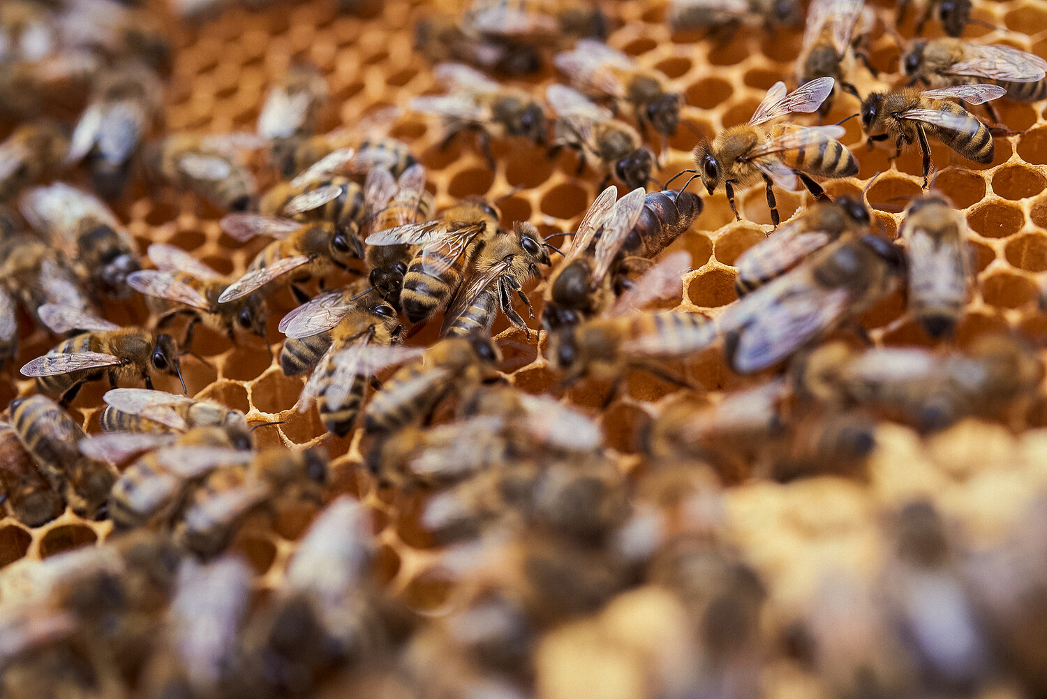Miel et produits de la ruche