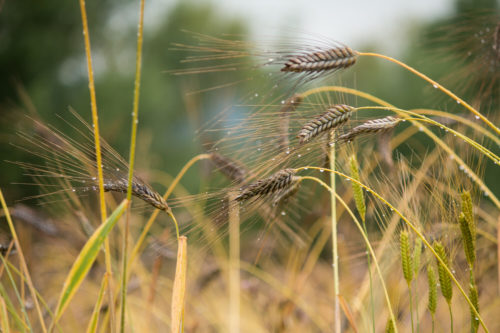 La biodynamie est une agriculture ouverte sur le monde et non un mouvement sectaire