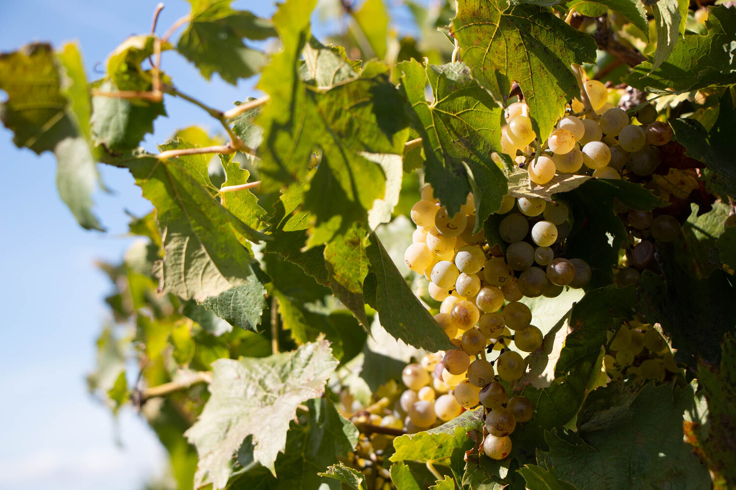 Grappes de raisins sur des vignes certifiées Demeter.