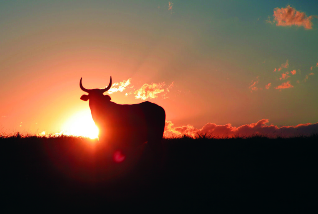 vache à cornes devant soleil couchant