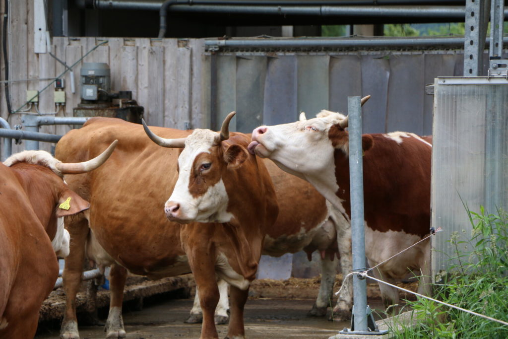 Vaches dans une ferme certifiée Demeter. 