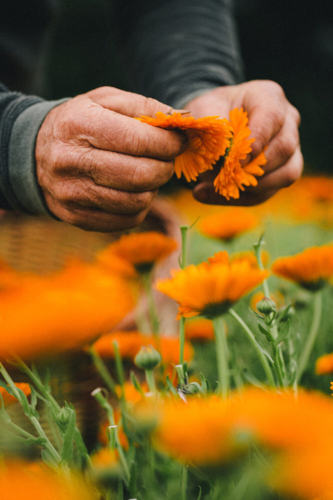 agriculteurs cueille des fleurs Demeter