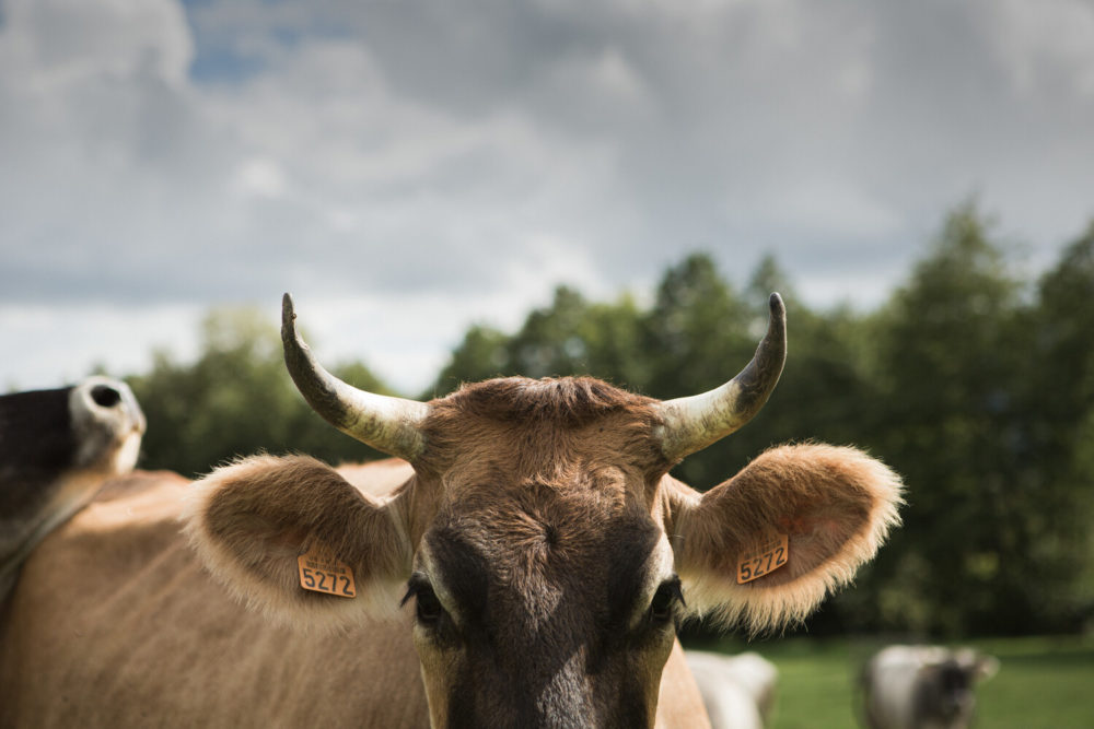 vache avec cornes