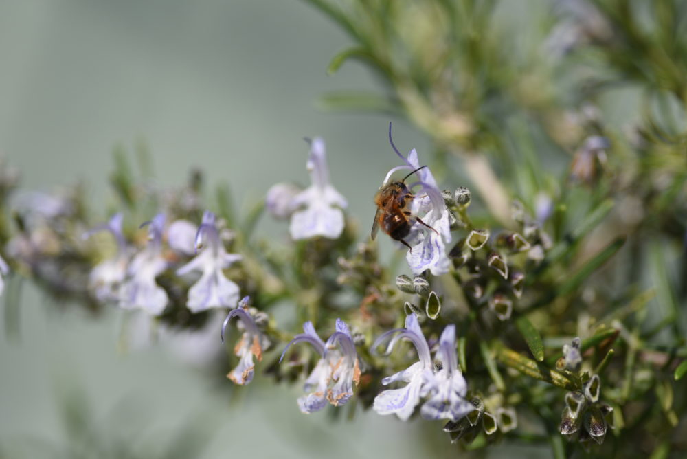 abeille butinant une fleur