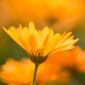 fleur de calendula 