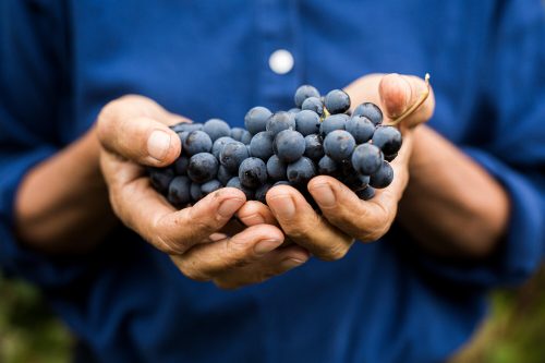 Les vins bio et biodynamiques sont-ils meilleurs ?