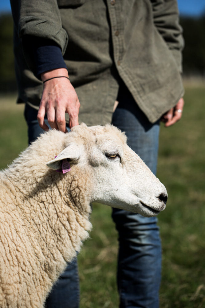 agriculteur Demeter caressant mouton