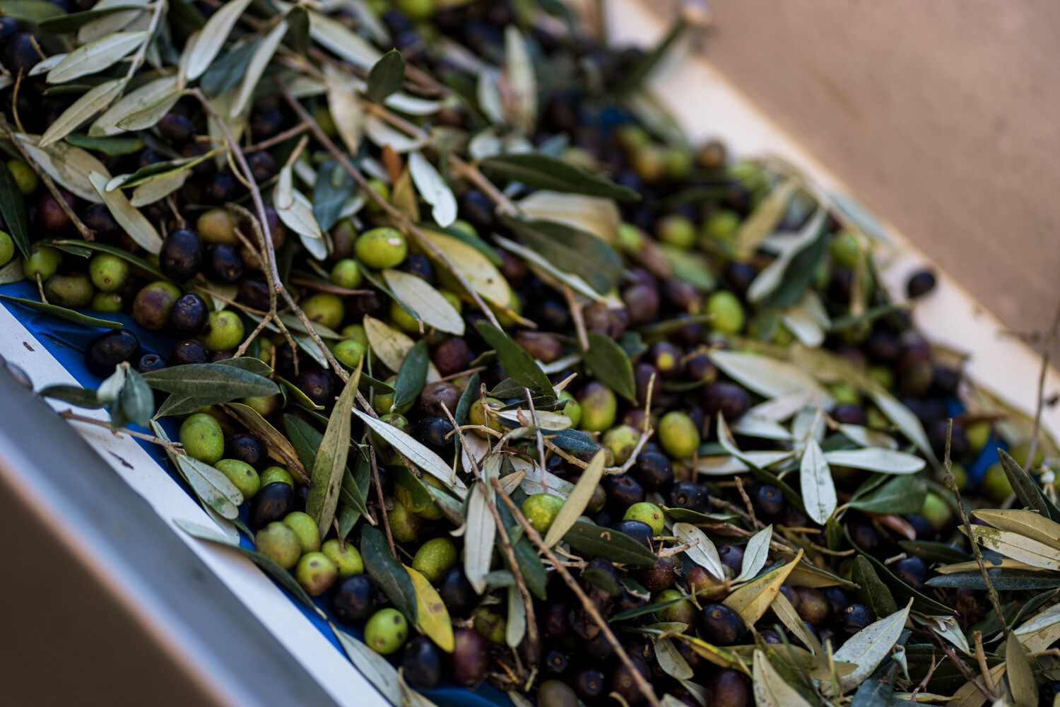 olives Demeter