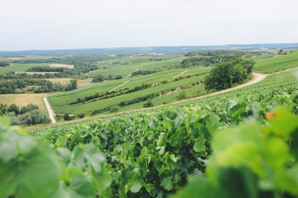 paysage vignoble