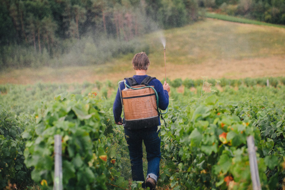 vigneron passant la préparation silice de corne dans les vignes Demeter 