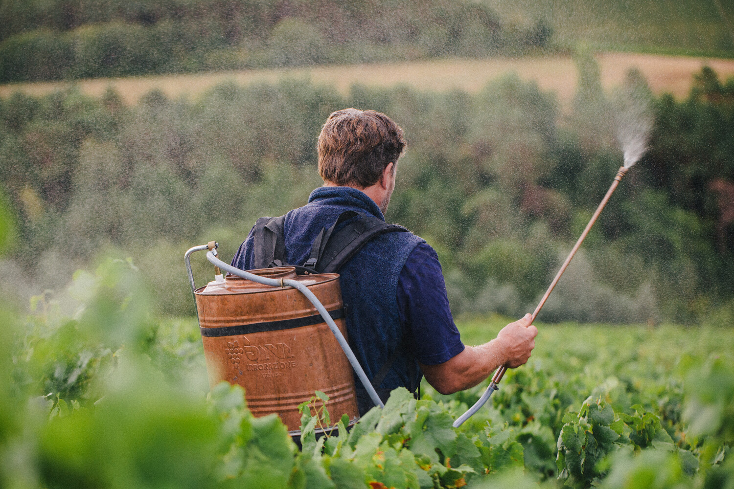 viticulteur pulvérisant de la silice de corne dans les vignes