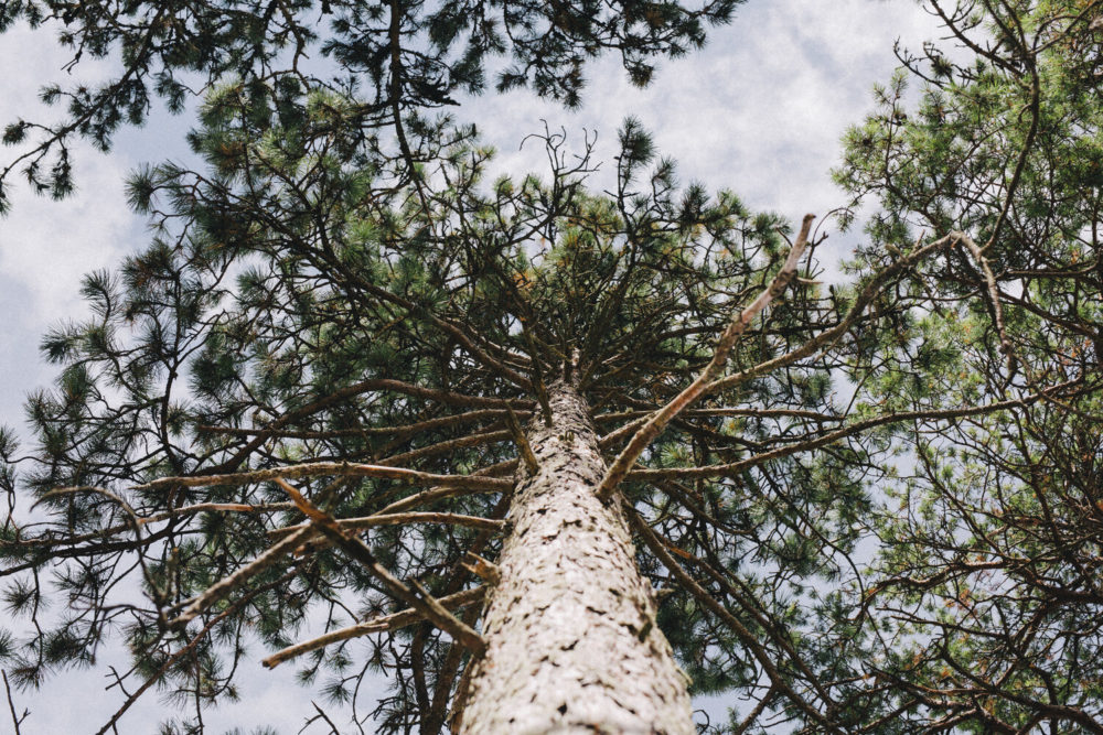 arbre vu d'en bas