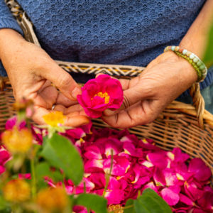 fleurs de rose dans panier