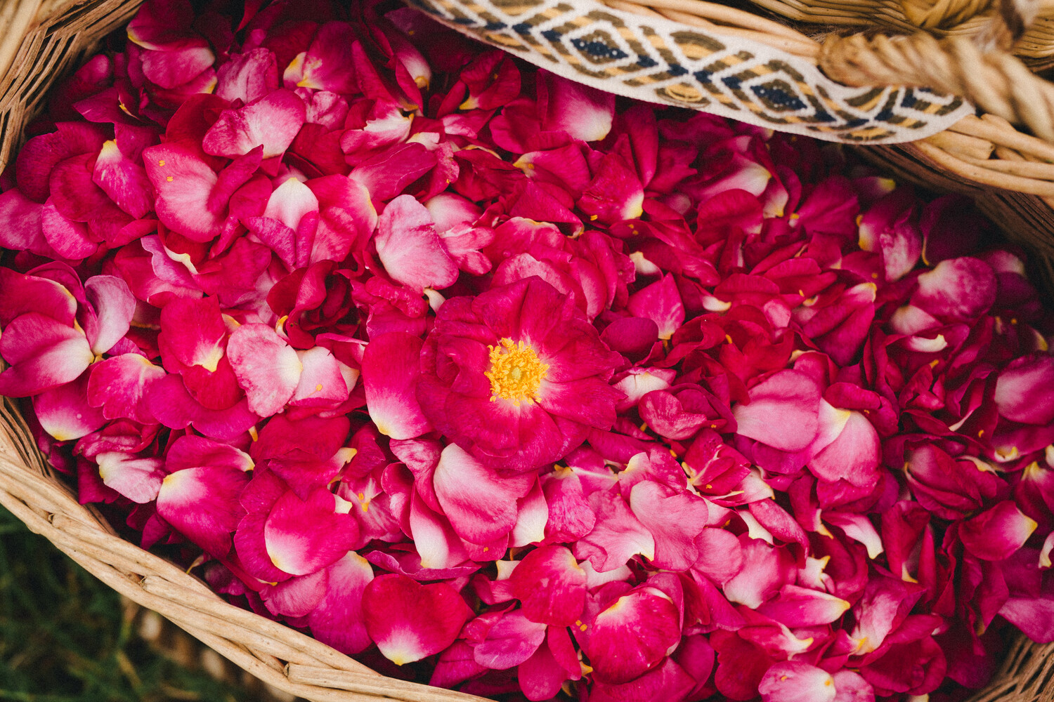 pétales de rose dans panier