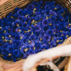 fleurs de bluet dans panier