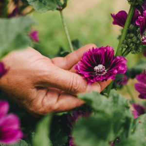 main cueillant une fleur