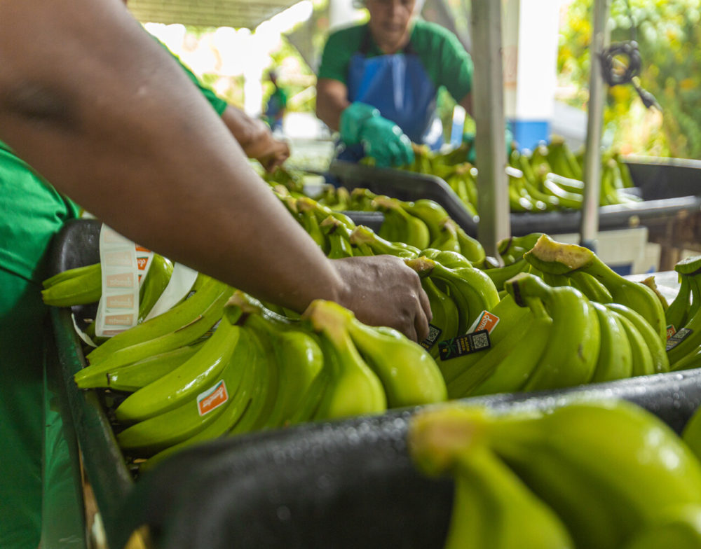 production de bananes Demeter