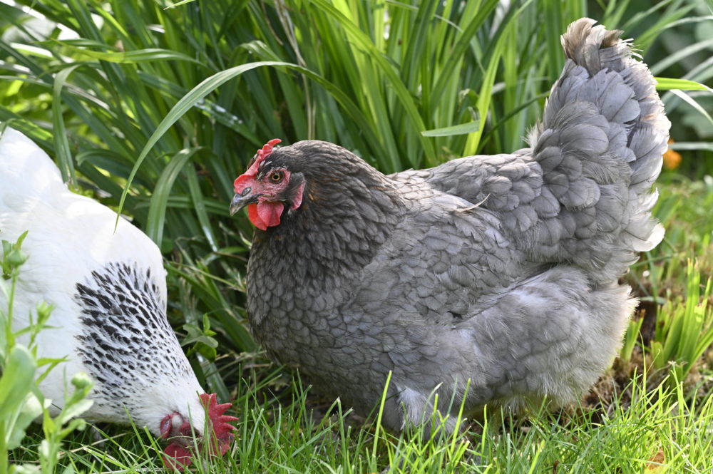 Poules sur une ferme Demeter