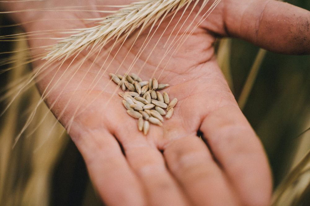 grains et épis dans paume de mains