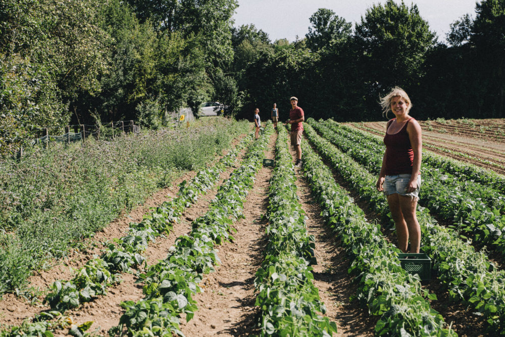 agriculteurs dans champs