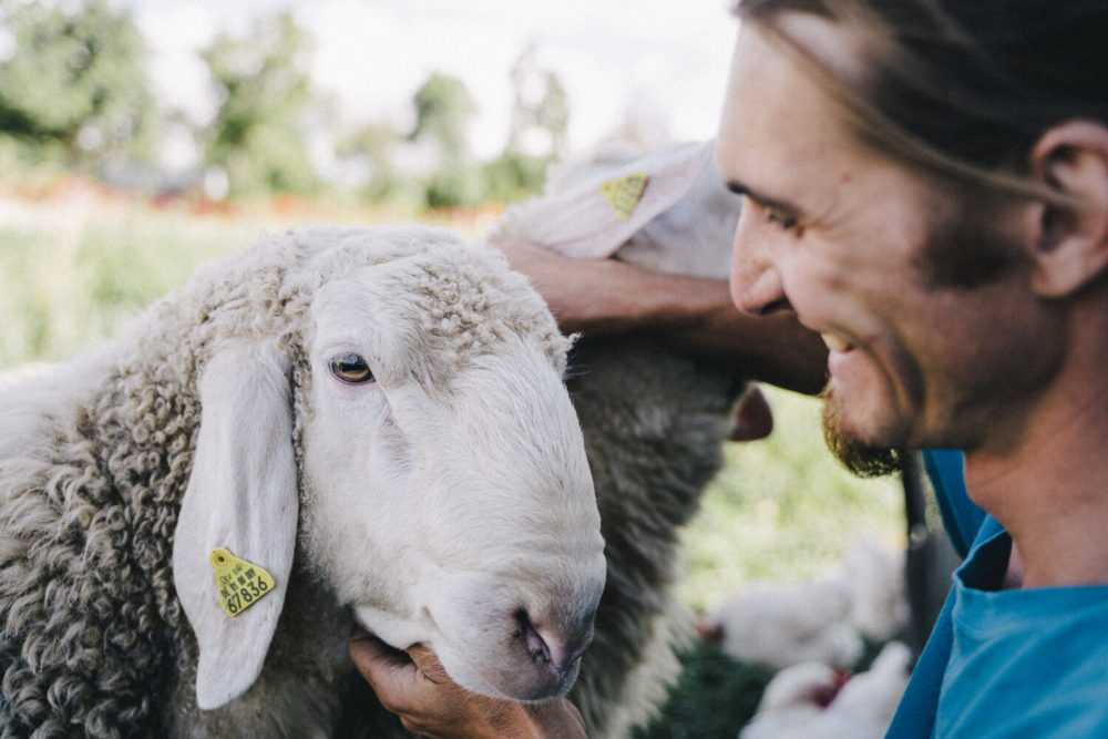 Eleveur Demeter et son mouton.