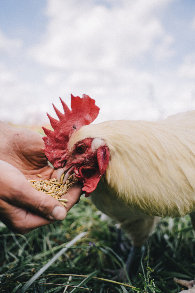 coq picorant des graines 