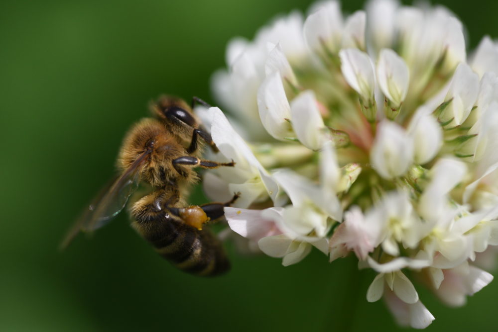 abeille butinant fleur