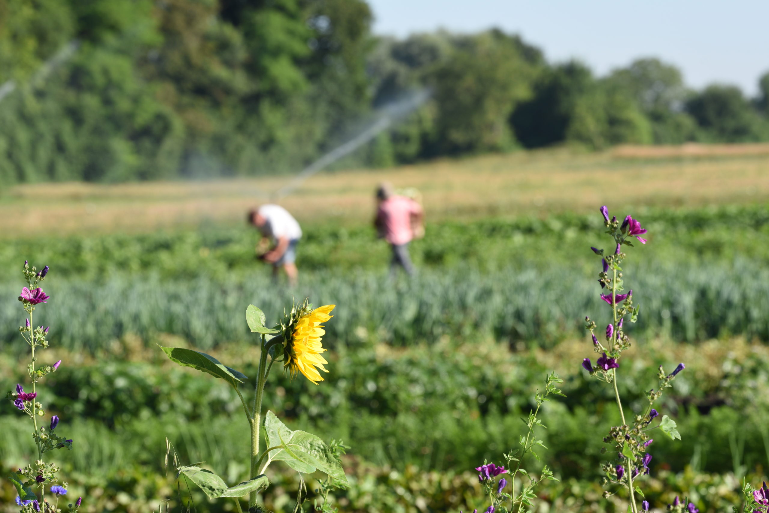 champ d'une ferme biodynamique Demeter