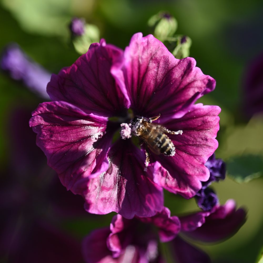 abeille butinant fleur