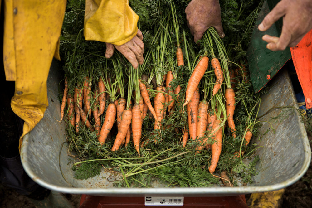 carottes fraichement récoltées