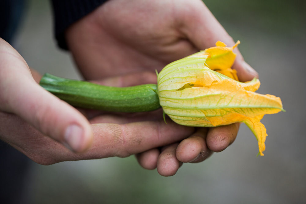 fleur de courgette