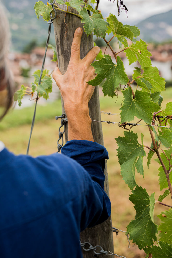 vigneronne et vigne