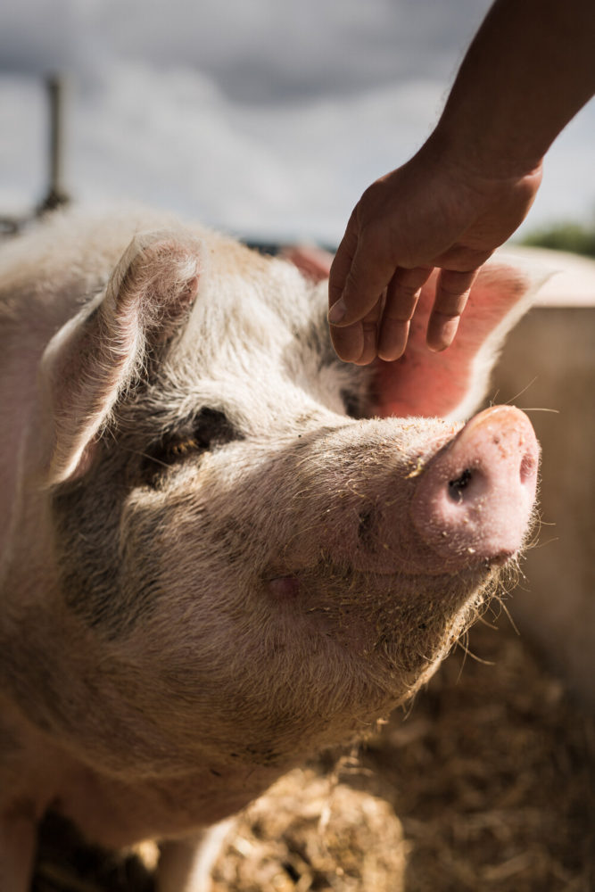 éleveur caresse cochon