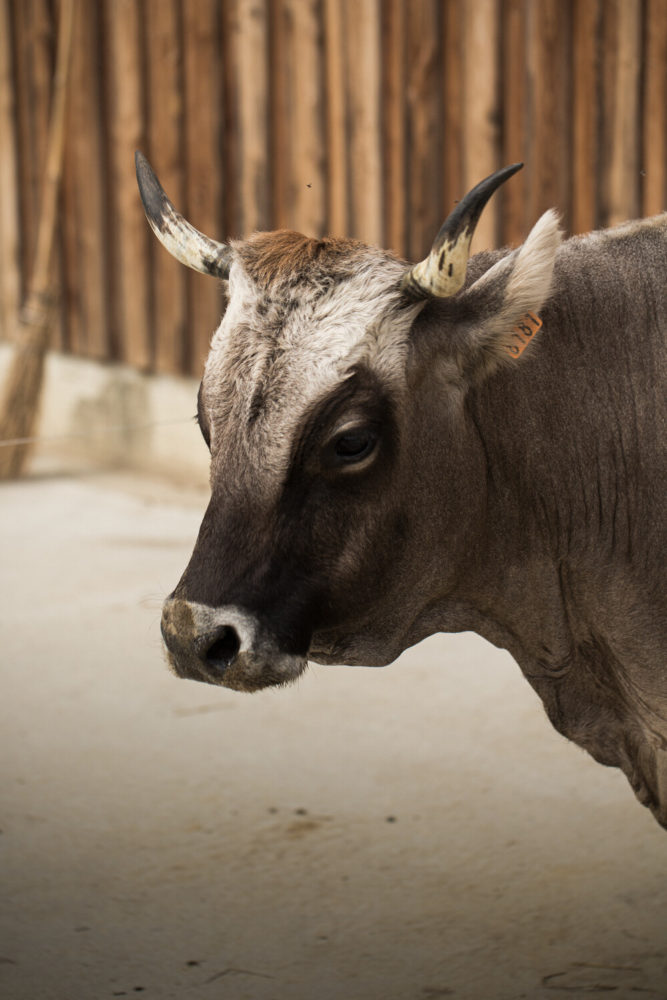 vache avec cornes