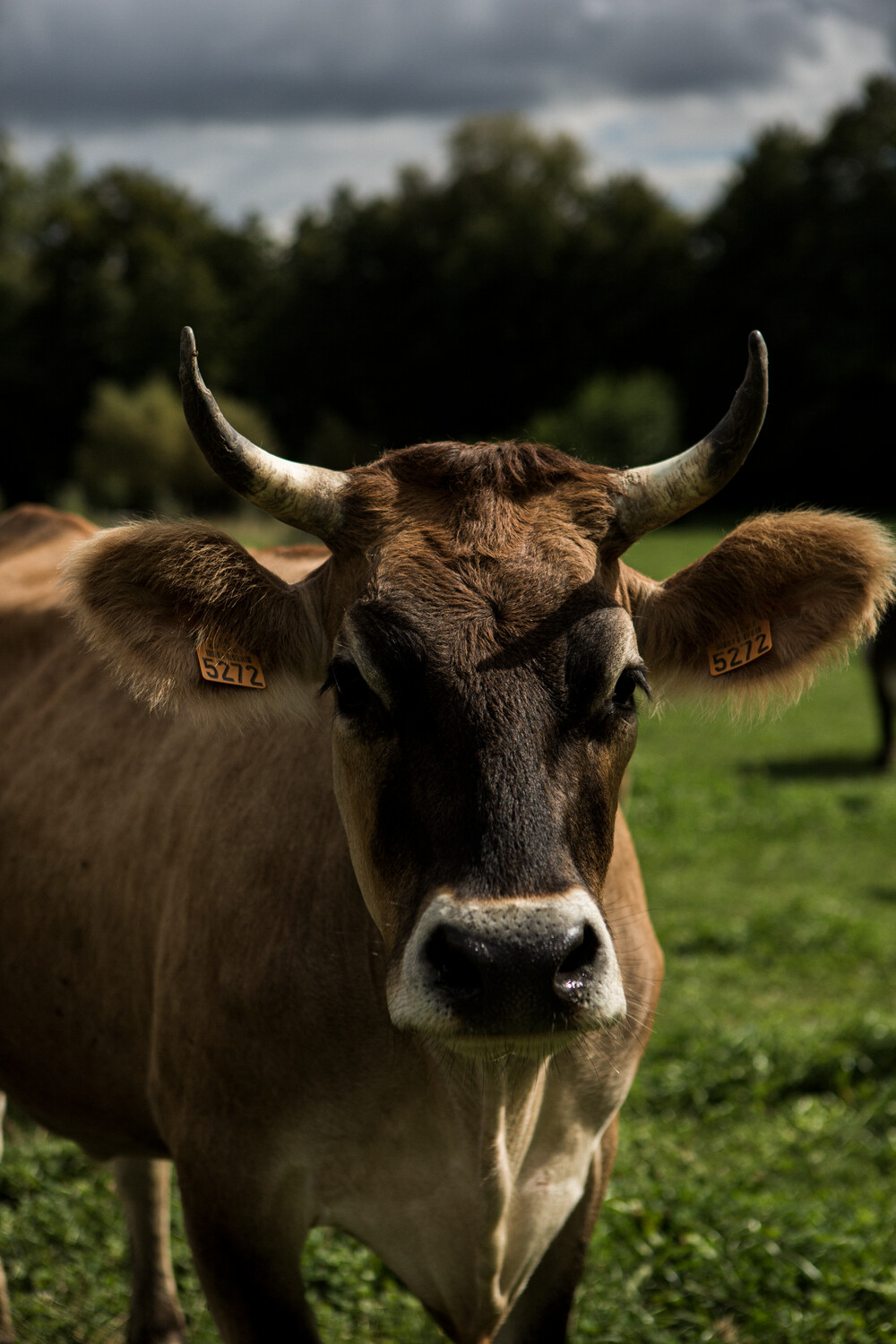 vache avec cornes