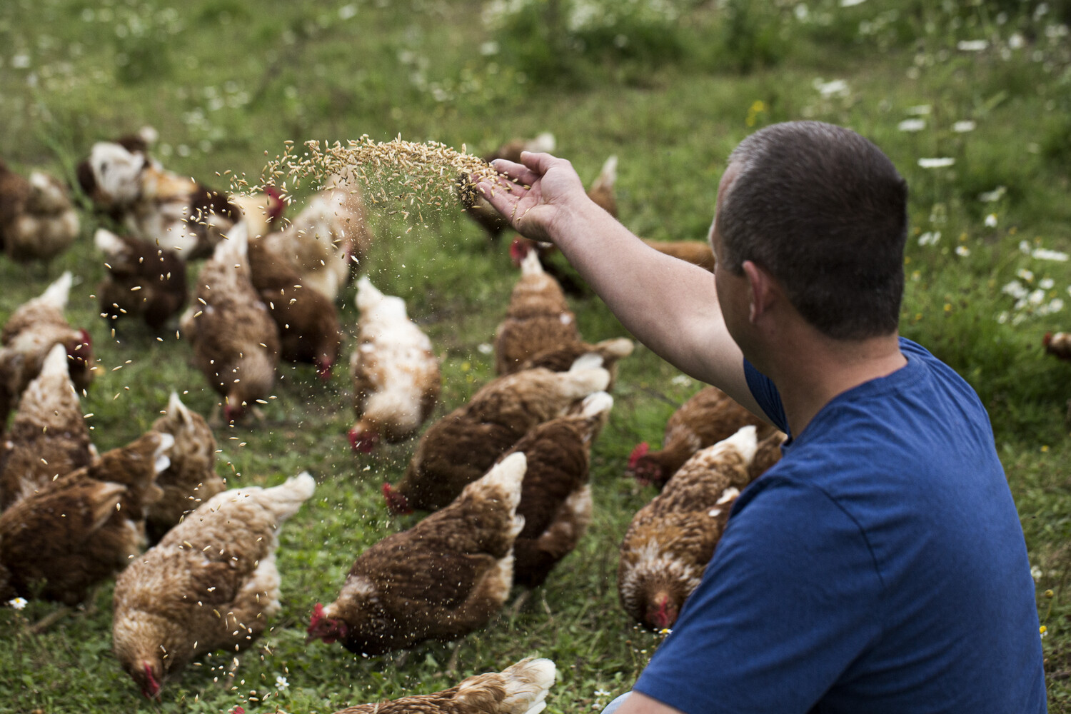 éleveur nourrit des poules Demeter