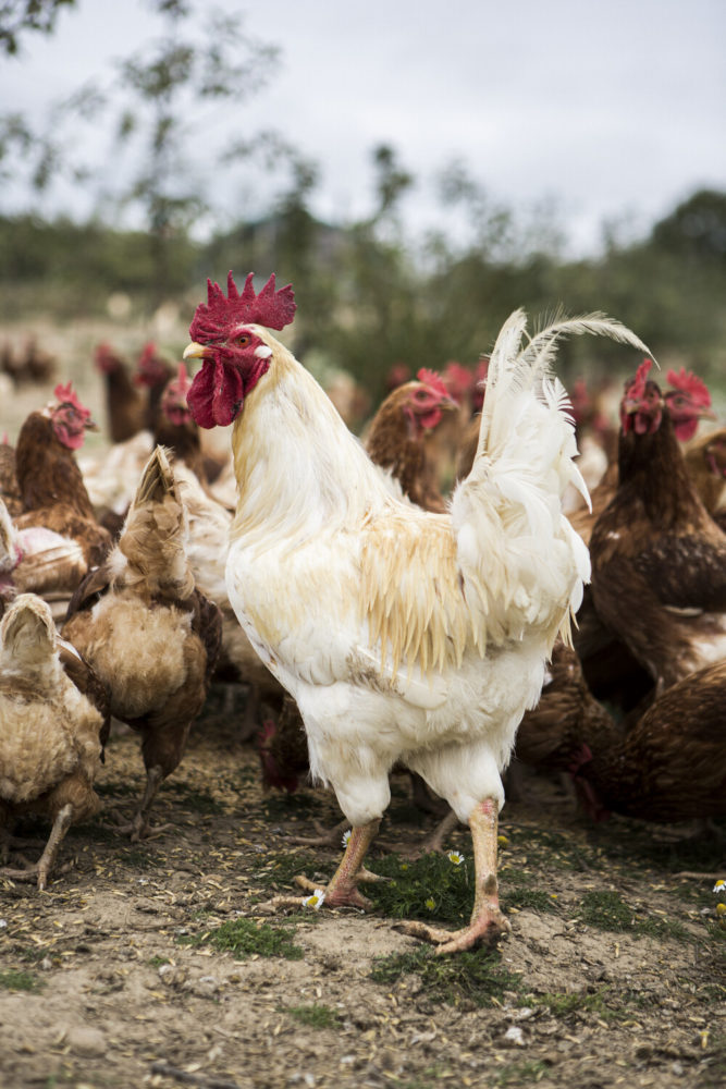 coq blanc entouré de poules