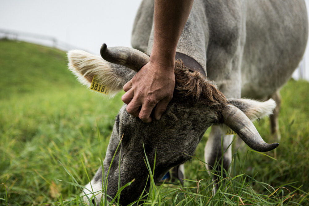 éleveur caressant une vache Demeter