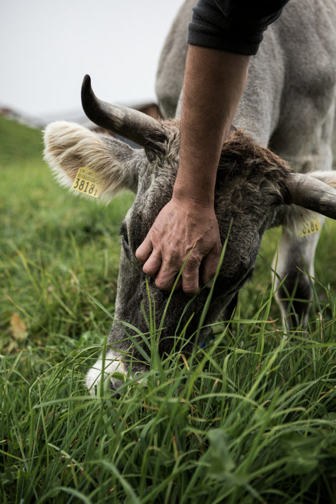 Vache et éleveur sur une ferme Demeter