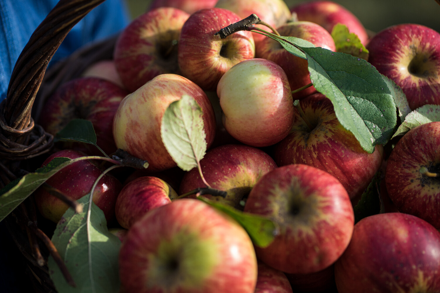 panier de pommes Demeter