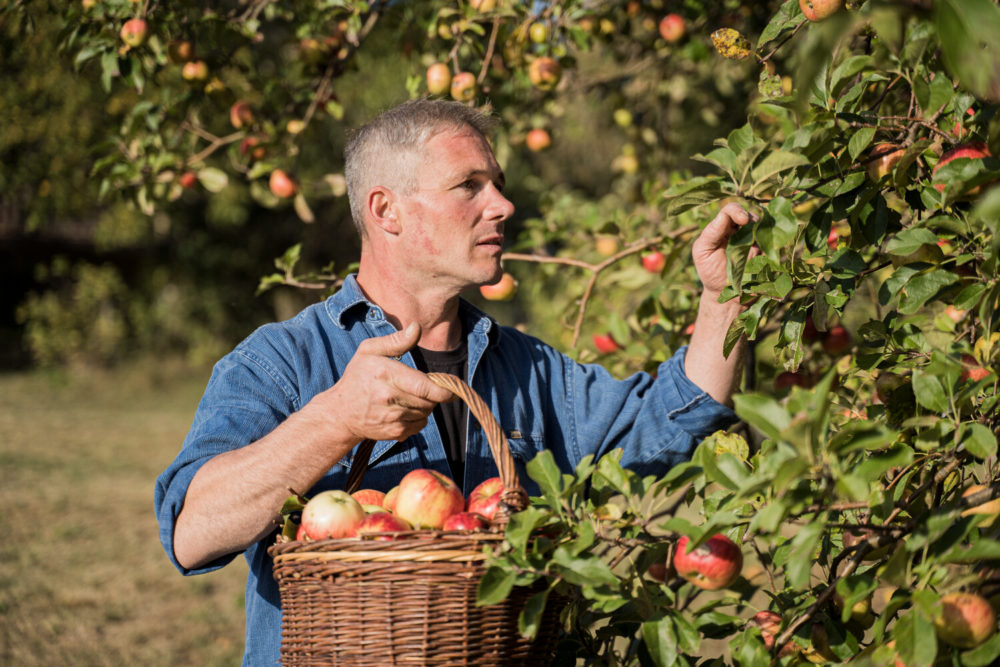 arboriculteur Demeter qui cueille des pommes