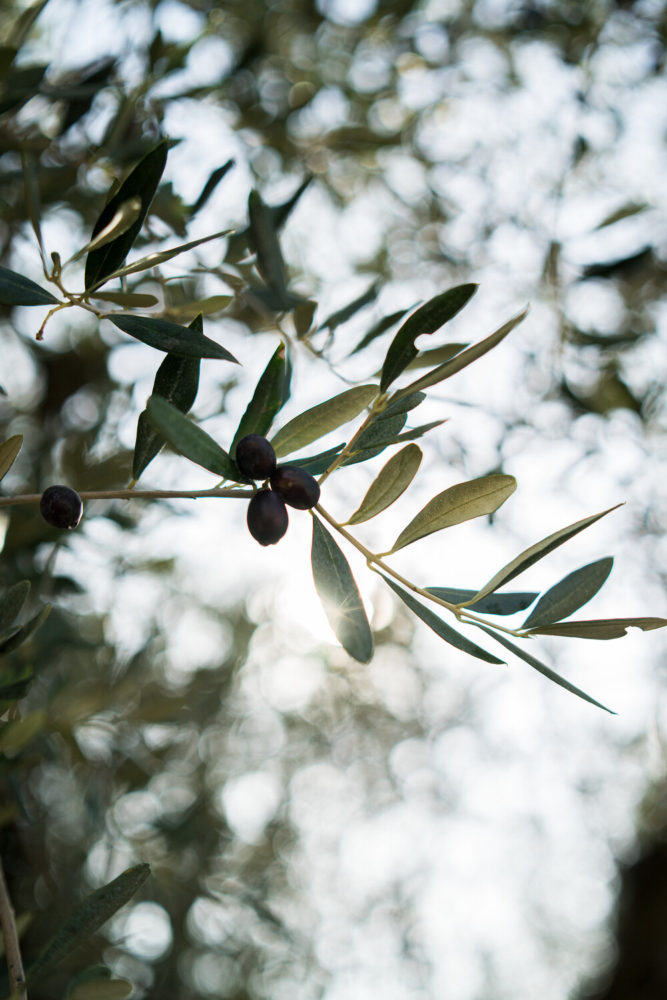 branche olivier avec olives